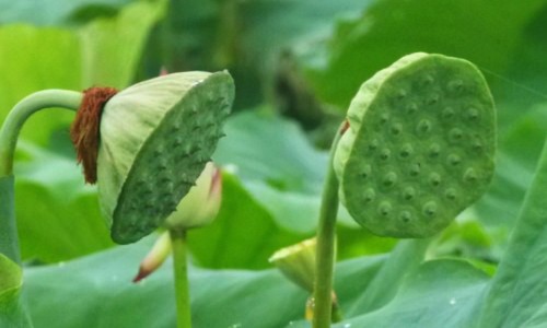 跑完步脸发红发烫-跑完步脸红燃烧脂肪网-分享跑完步脸红燃烧脂肪怎么办，跑完步脸红好还是不红好知识库